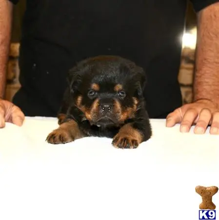 Rottweiler puppy for sale