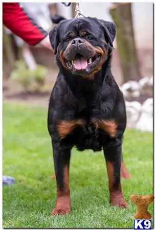 Rottweiler puppy for sale