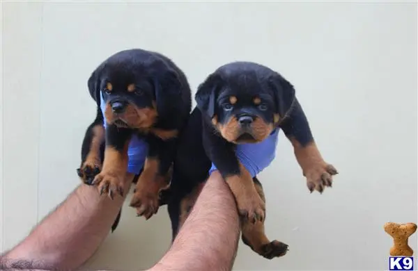 Rottweiler puppy for sale