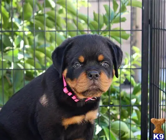 Rottweiler puppy for sale