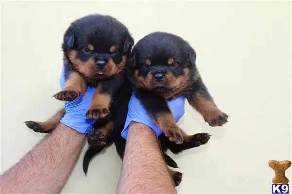 Rottweiler puppy for sale