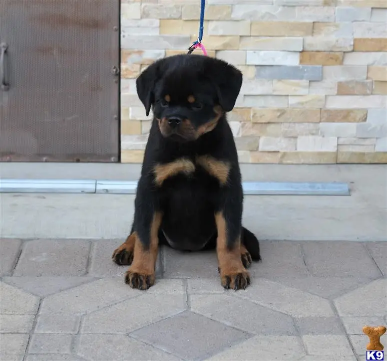 Rottweiler puppy for sale