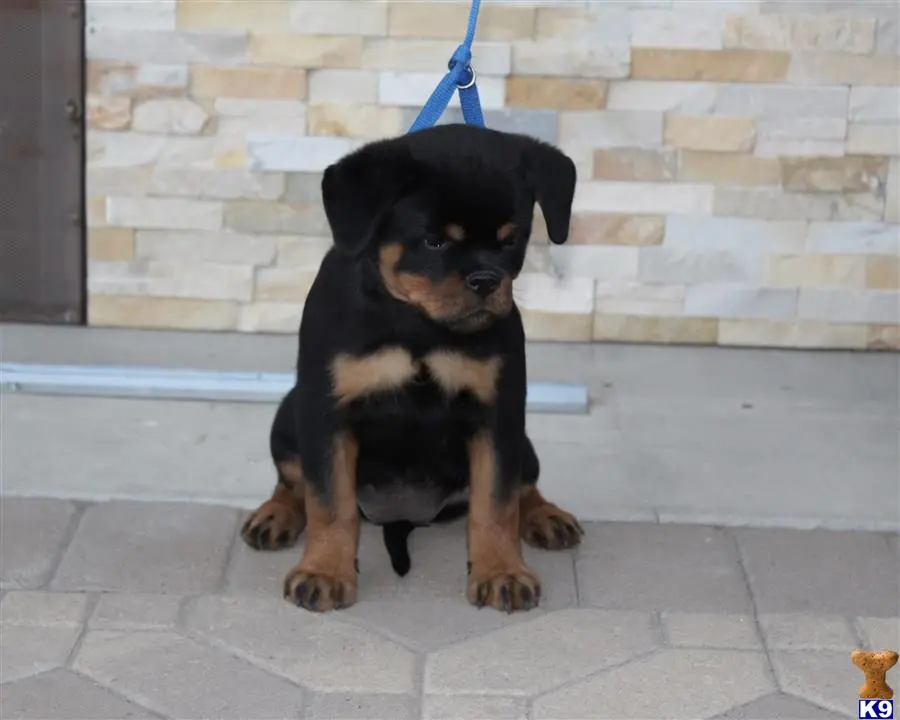 Rottweiler puppy for sale