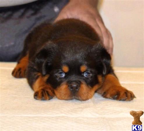 THE BEST LOOKING ROTTWEILER PUPPIES