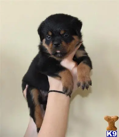 Rottweiler puppy for sale