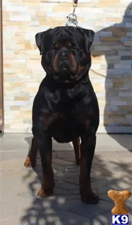 Rottweiler stud dog