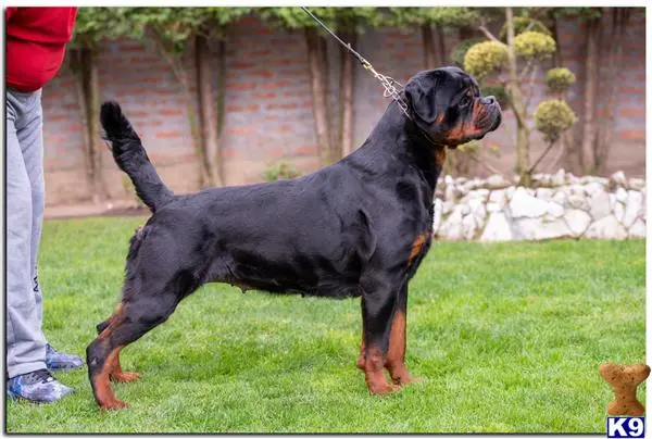 Rottweiler puppy for sale