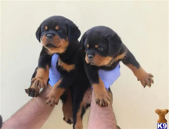 Rottweiler puppy for sale