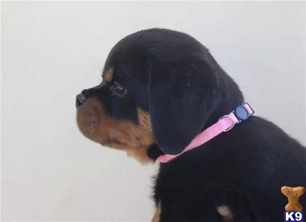 Rottweiler puppy for sale