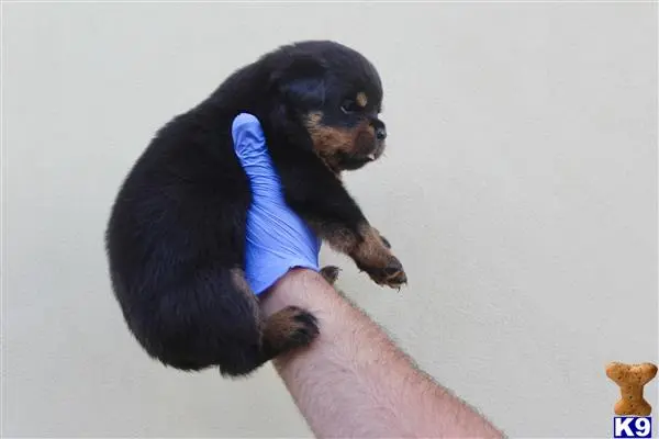 Rottweiler puppy for sale