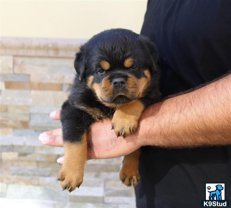 a person holding a rottweiler puppy