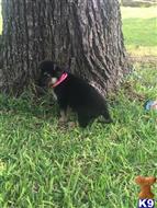 german shepherd puppy posted by vonbarronhaus