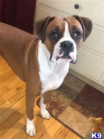 Boxer female dog