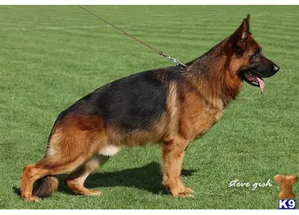 German Shepherd