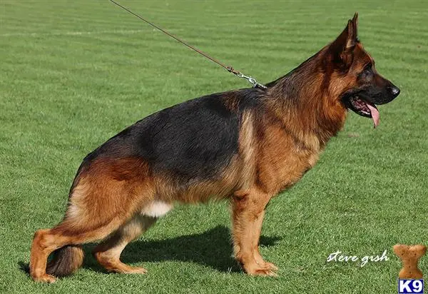 German Shepherd stud dog