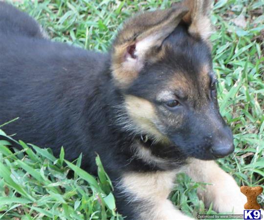 white german shepherd puppies for sale in ga german shepherd puppies for sale in white german shepherd puppies for sale in ga german shepherd puppies for sale in