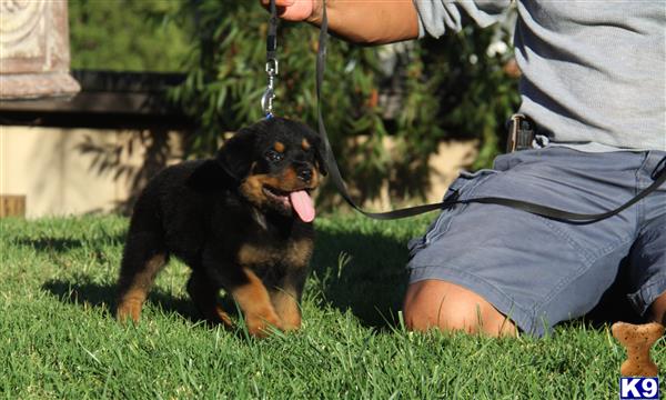 rottweiler puppies for sale miami rottweiler puppy for sale miami fl breeds picture rottweiler puppies for sale miami rottweiler puppy for sale miami fl breeds picture