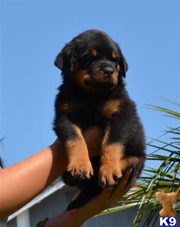rottweiler puppies for sale in sacramento rottweiler puppies for sale in california rottweiler puppies for sale in sacramento rottweiler puppies for sale in california