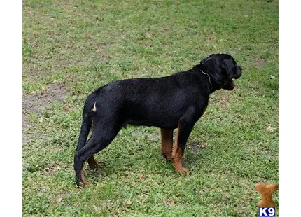 Rottweiler