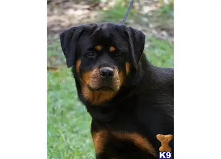 Rottweiler