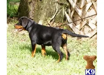 Rottweiler