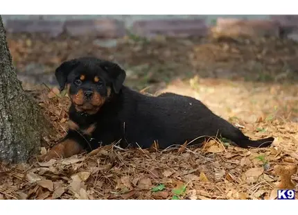 Rottweiler