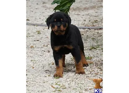 Rottweiler