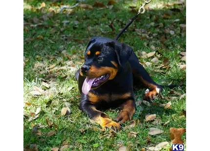 Rottweiler