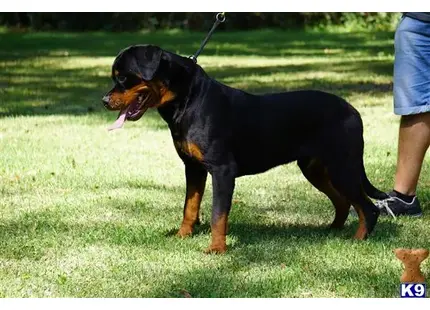 Rottweiler