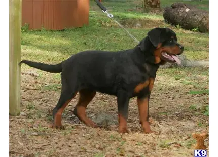 Rottweiler