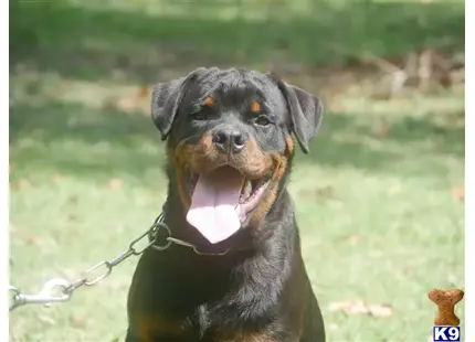 Rottweiler