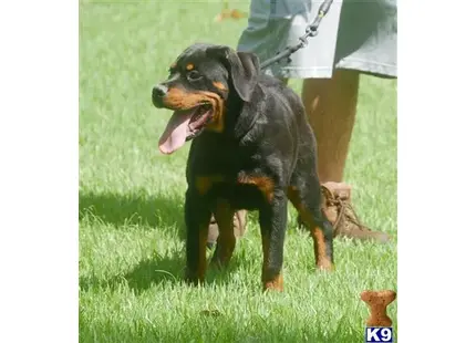 Rottweiler