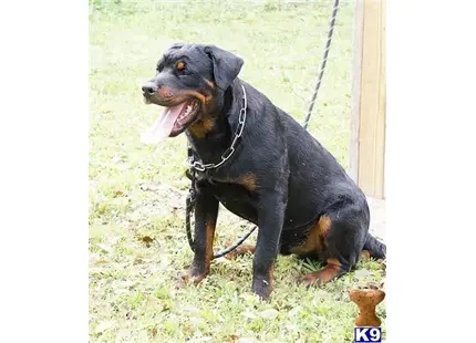 Rottweiler