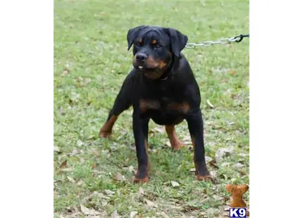 Rottweiler