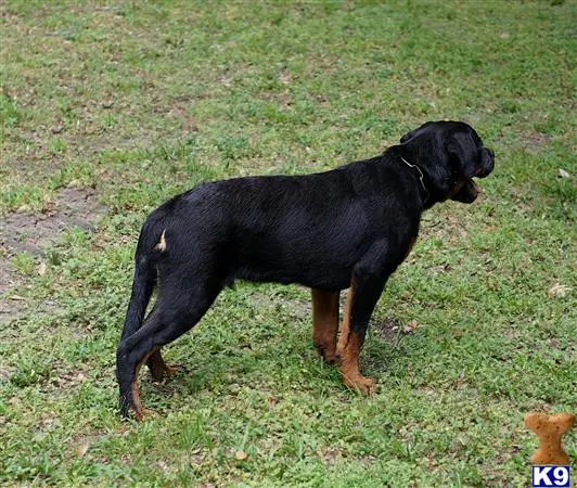 Rottweiler