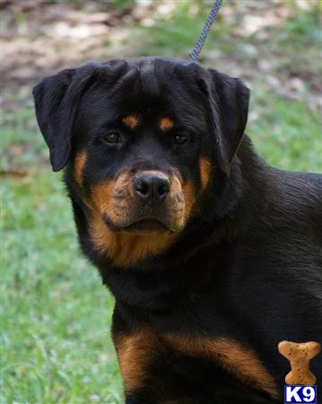 a black rottweiler dog on a leash