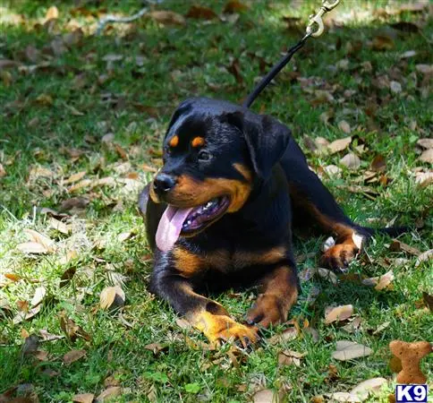 Rottweiler