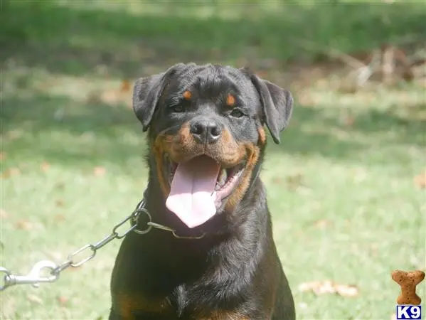 Rottweiler puppy for sale