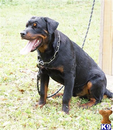 a rottweiler dog sitting on grass