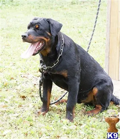 Rottweiler puppy for sale