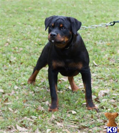 a rottweiler dog standing on grass