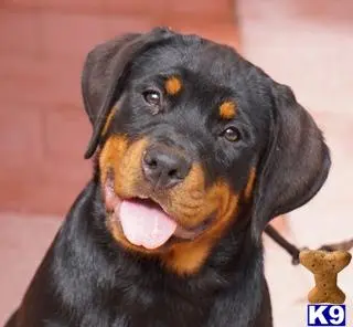 Rottweiler puppy for sale