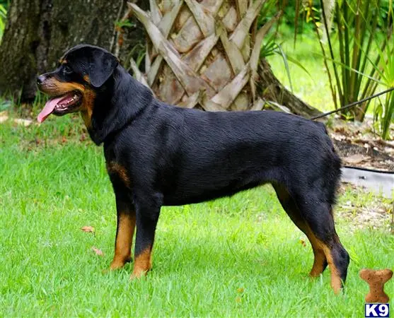 Rottweiler puppy for sale