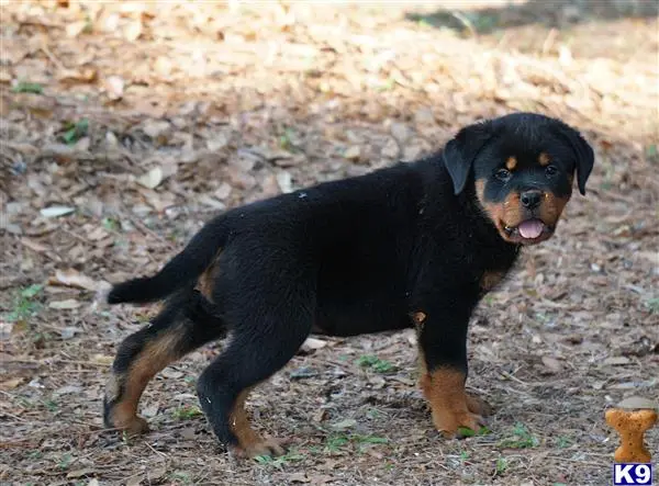 Rottweiler puppy for sale