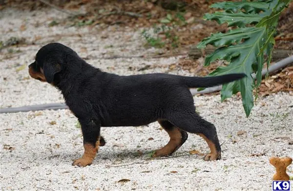 Rottweiler puppy for sale