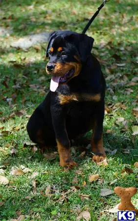 Rottweiler puppy for sale