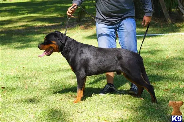 Rottweiler puppy for sale