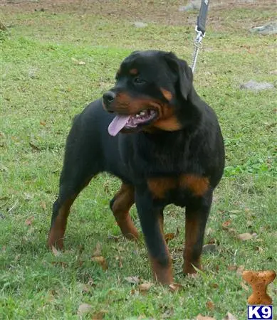 Rottweiler puppy for sale