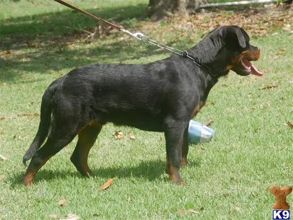 Rottweiler puppy for sale