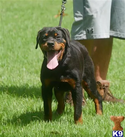 Rottweiler puppy for sale